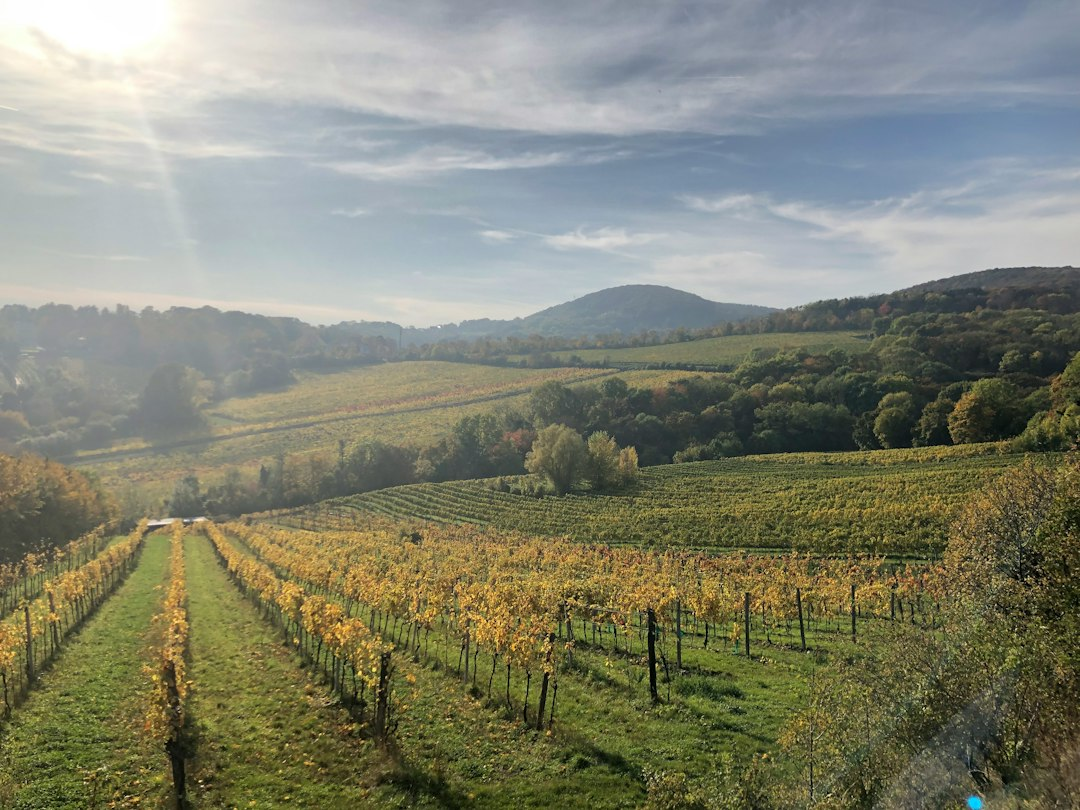 Vienna vineyards in autumn during Sturm and wine harvest season